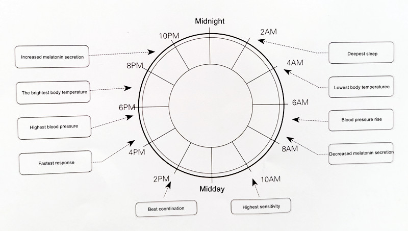 Figure 2 Human circadian rhythm